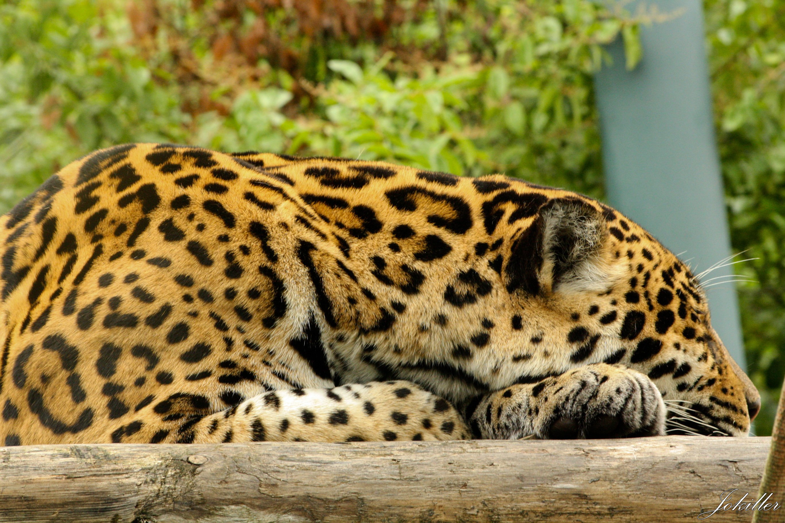 Wallpapers Animals Felines - Leopards 