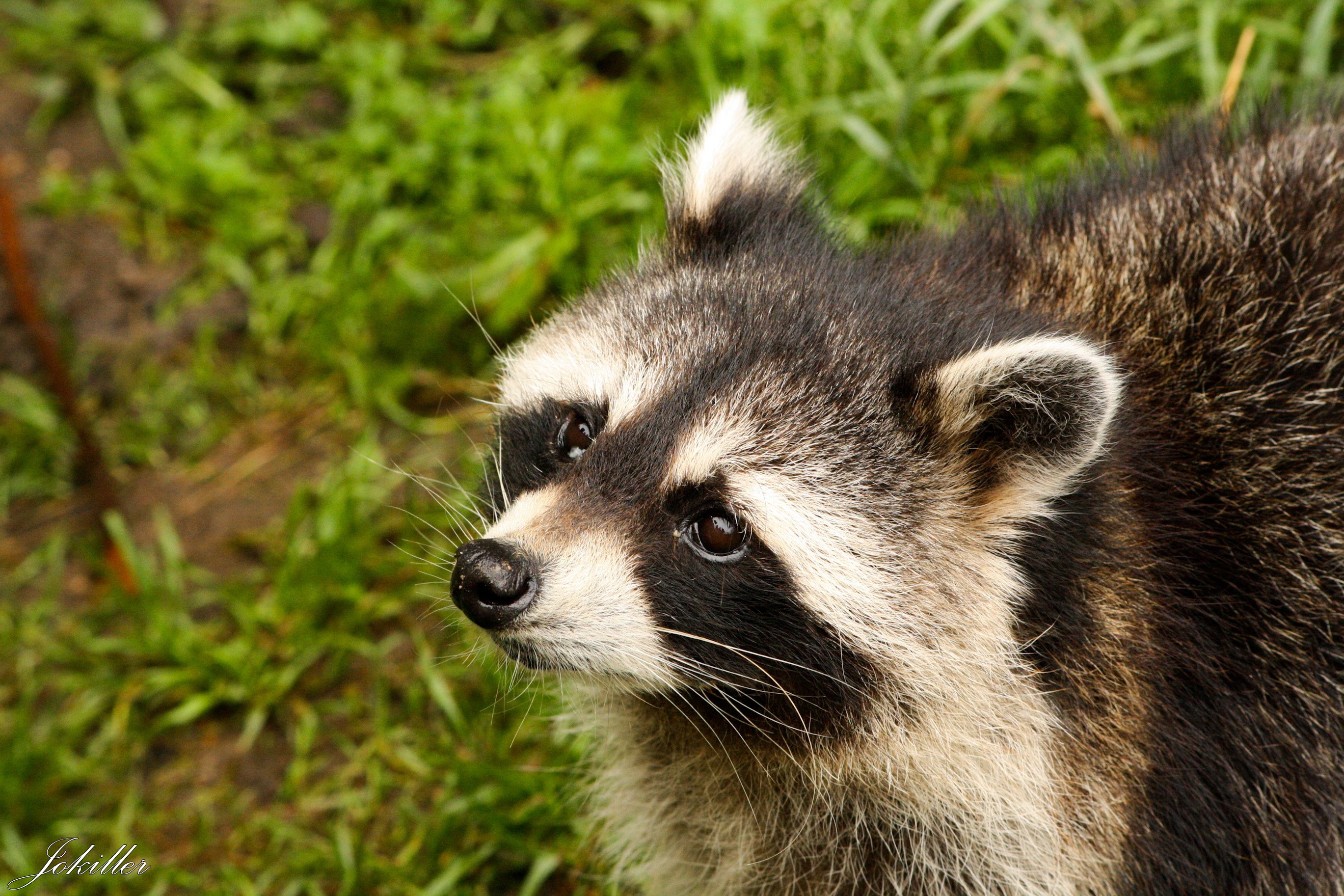 Wallpapers Animals Raccoons 