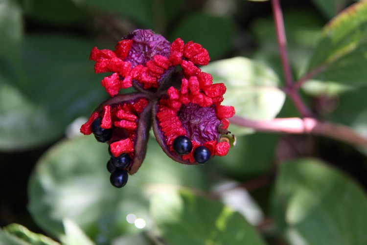 Fonds d'cran Nature Fleurs Gourmandise