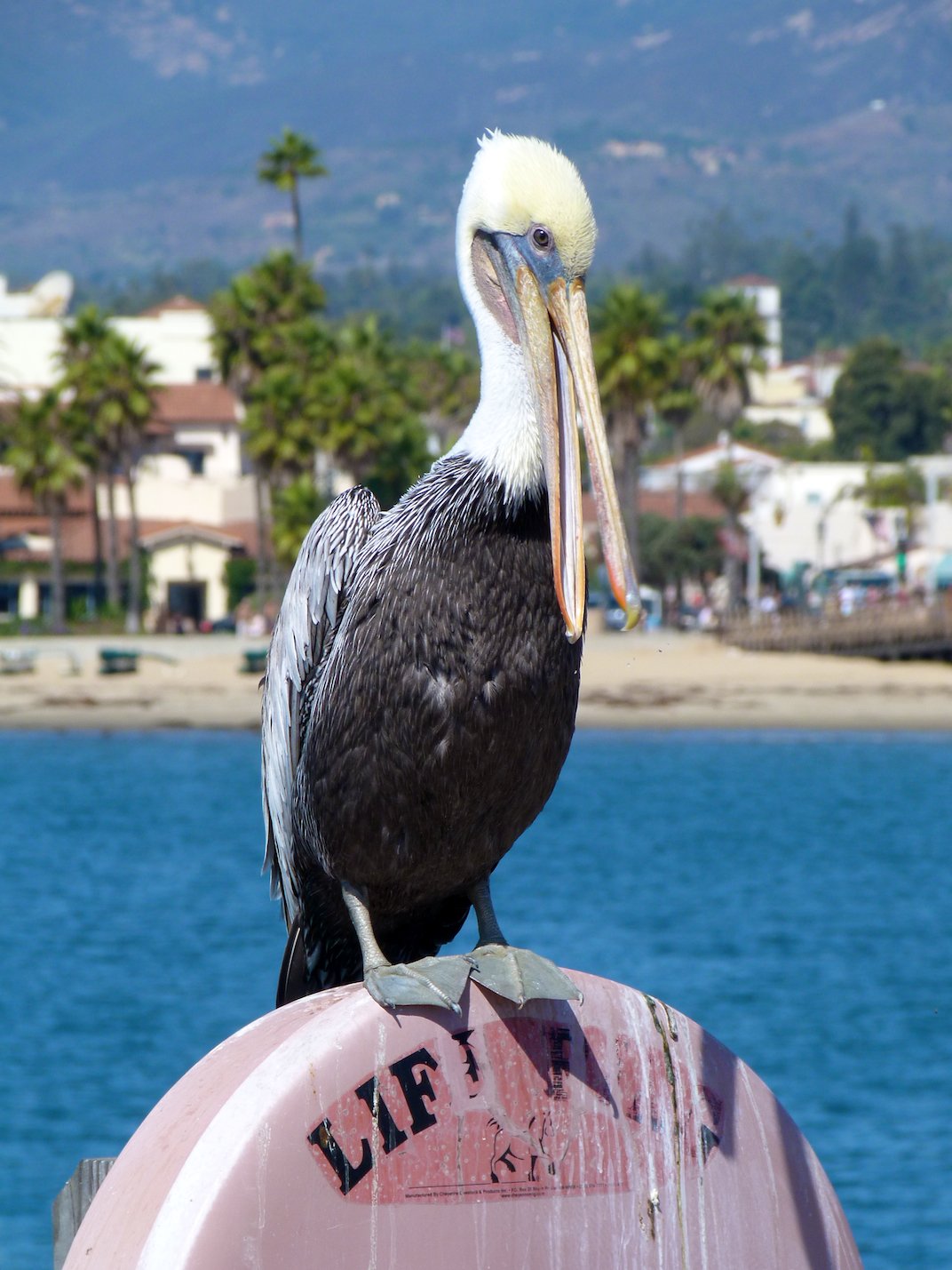 Wallpapers Animals Birds - Pelicans 