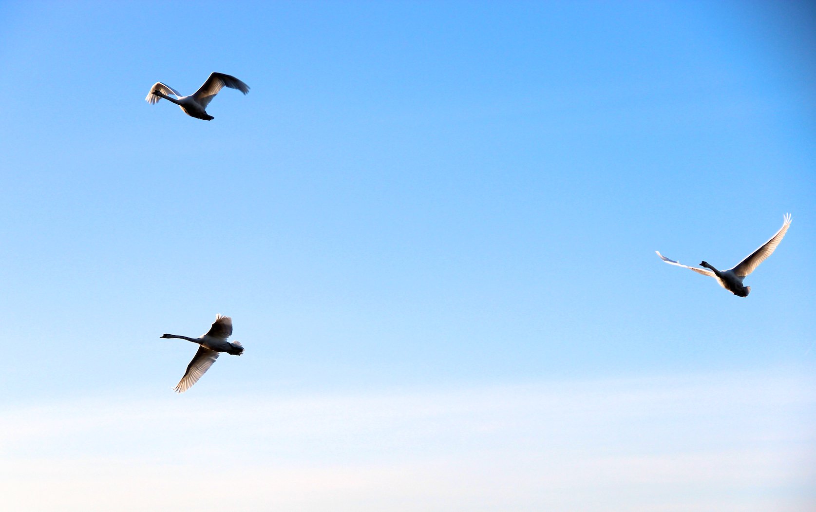 Wallpapers Animals Birds - Swans 