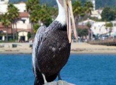 Fonds d'cran Animaux Image sans titre N291859