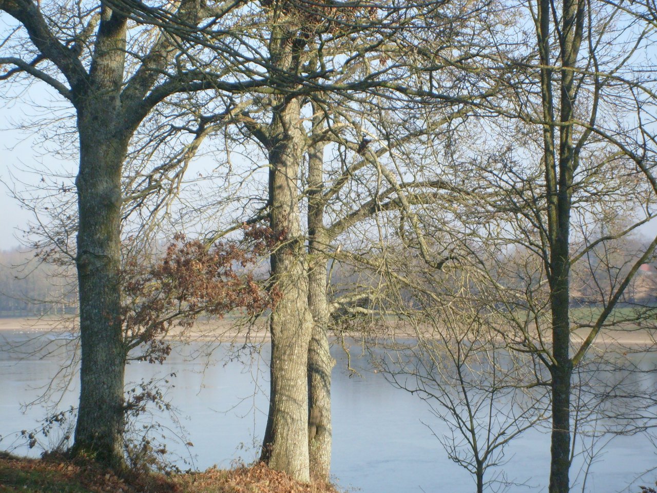 Fonds d'cran Nature Arbres - Forts 