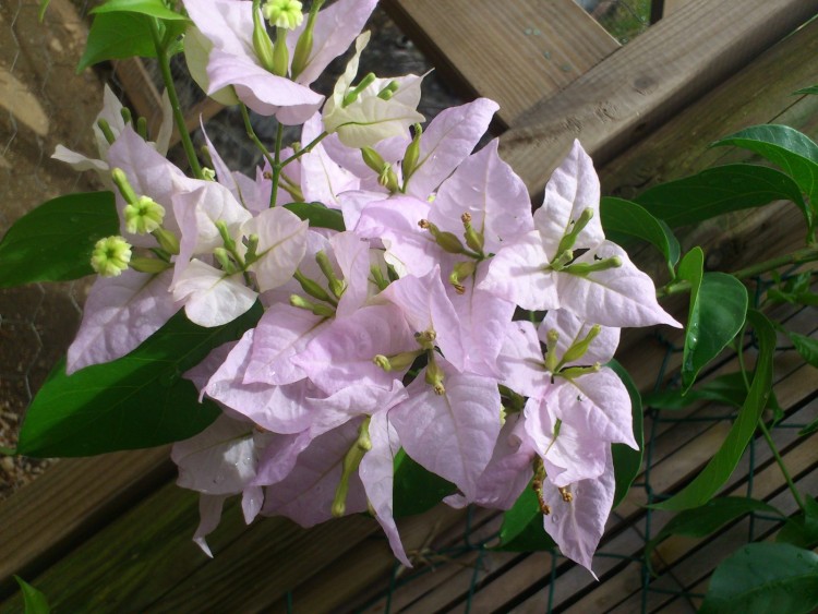 Fonds d'cran Nature Fleurs Fleurs de bougainvilier