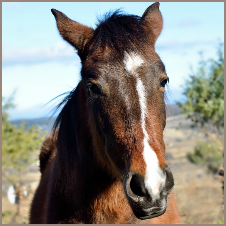 Fonds d'cran Animaux Chevaux Portrait d'une jeune pouliche