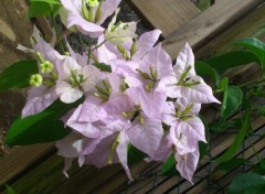 Fonds d'cran Nature Fleurs de bougainvilier