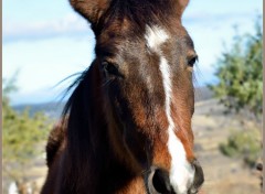 Fonds d'cran Animaux Portrait d'une jeune pouliche