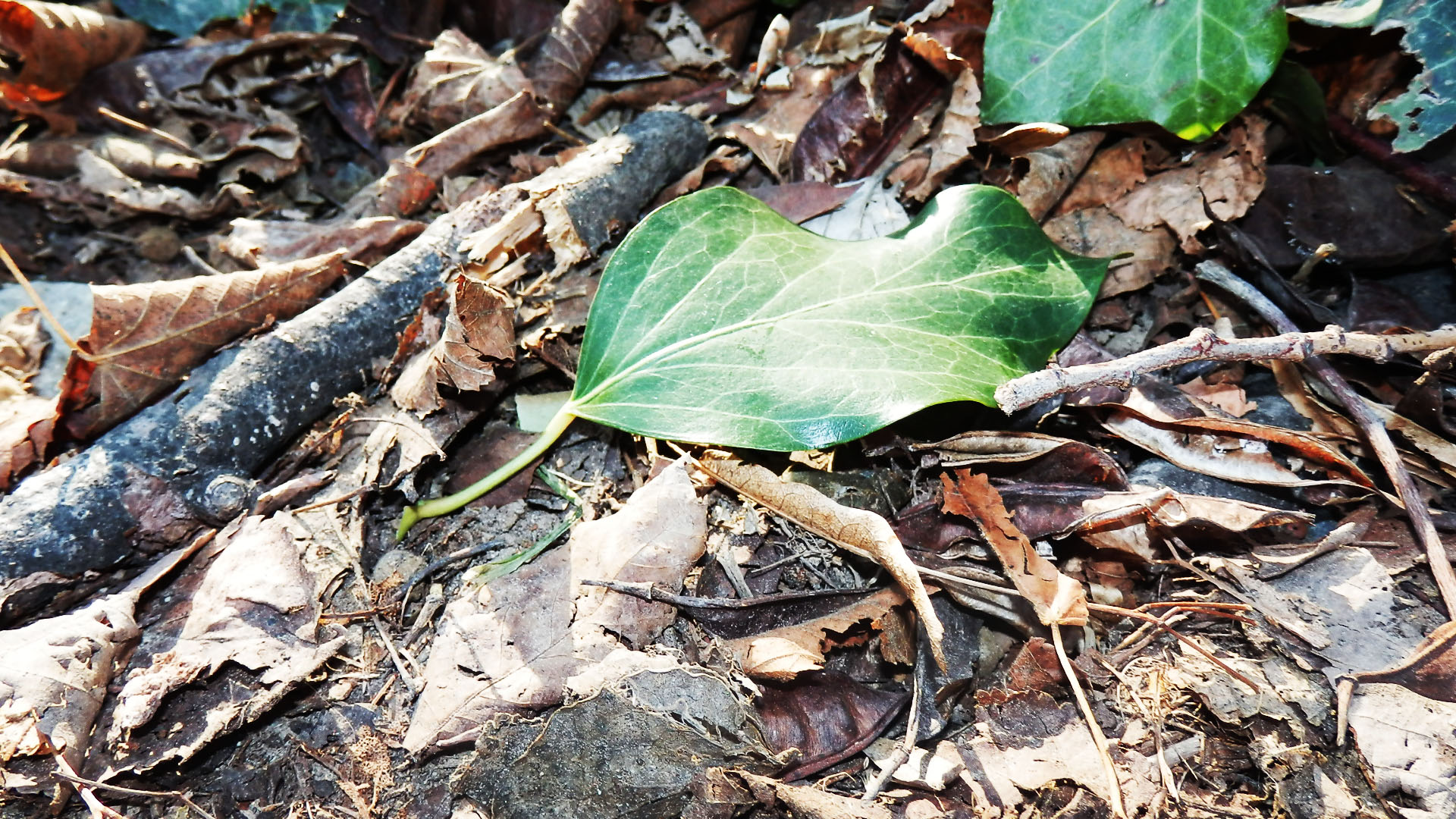 Fonds d'cran Nature Feuilles - Feuillages Feuillage. 