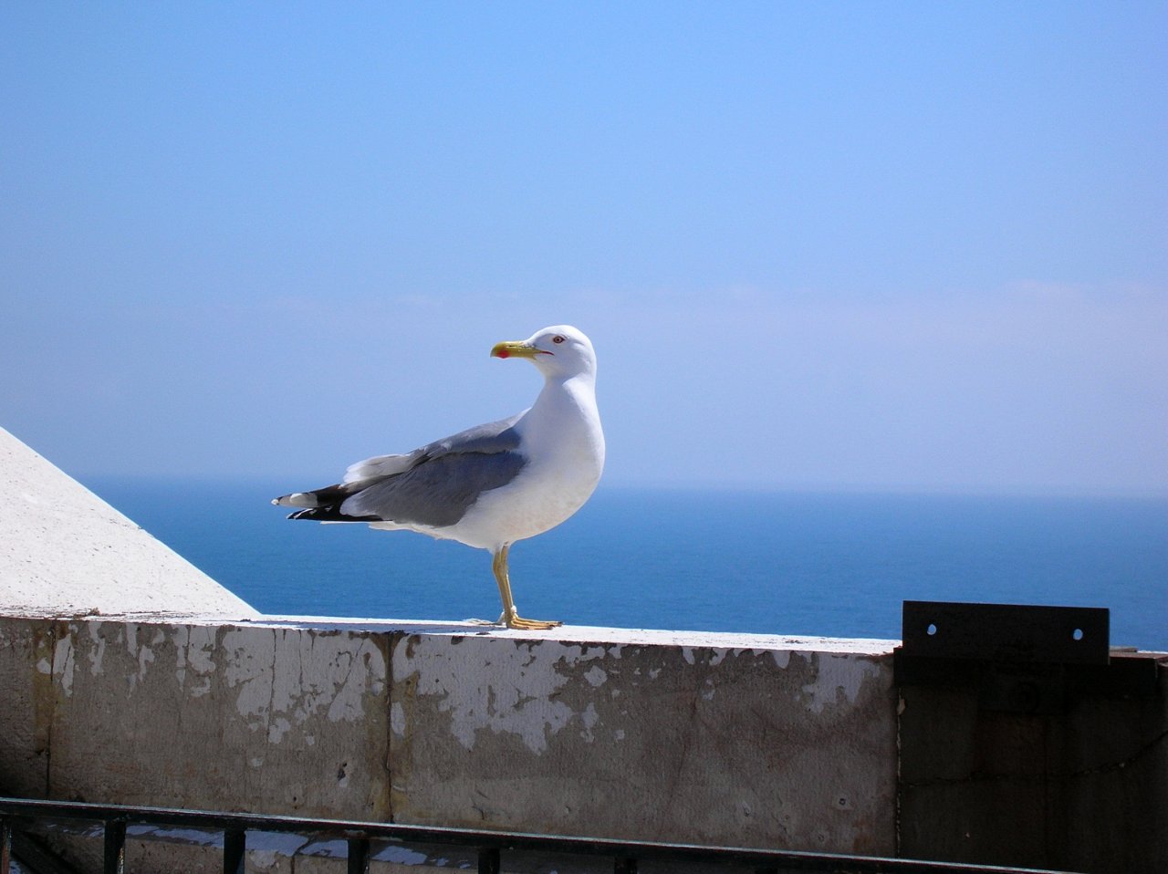 Fonds d'cran Animaux Oiseaux - Mouettes et Golands Goland