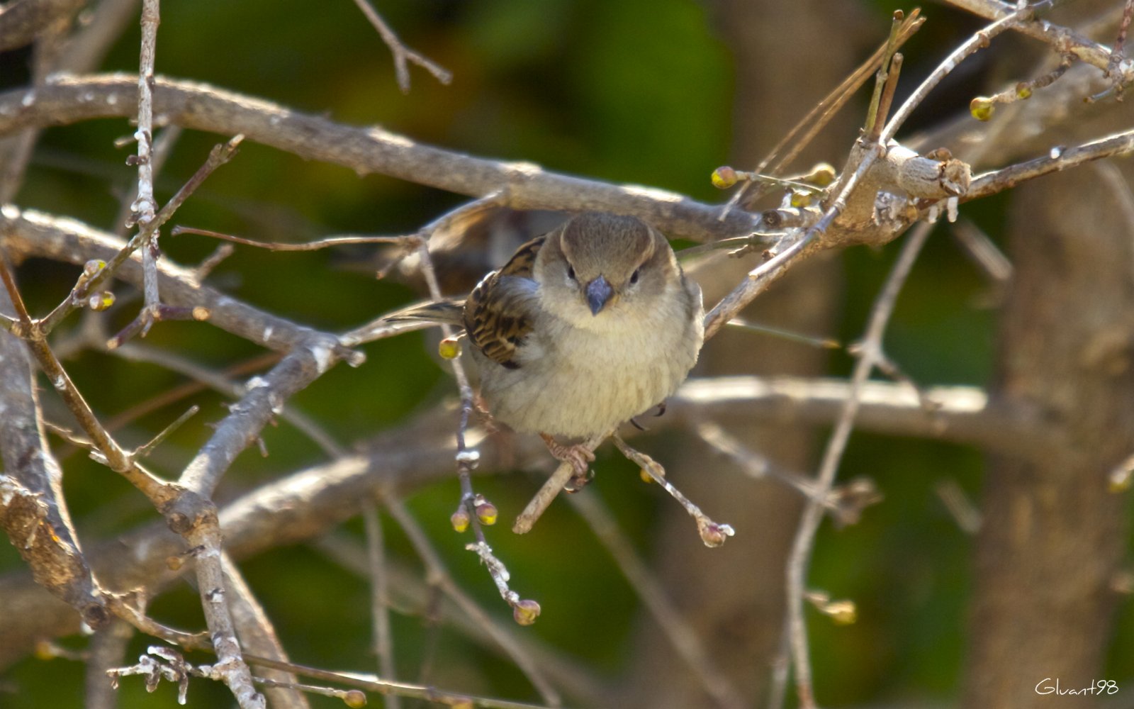 Wallpapers Animals Birds - Sparrows 