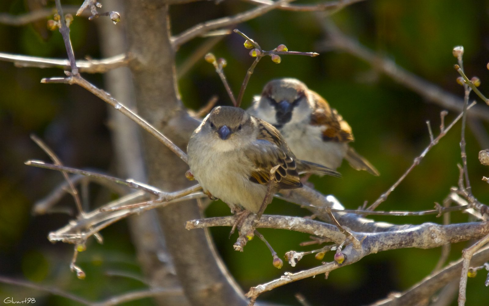 Wallpapers Animals Birds - Sparrows Synchro