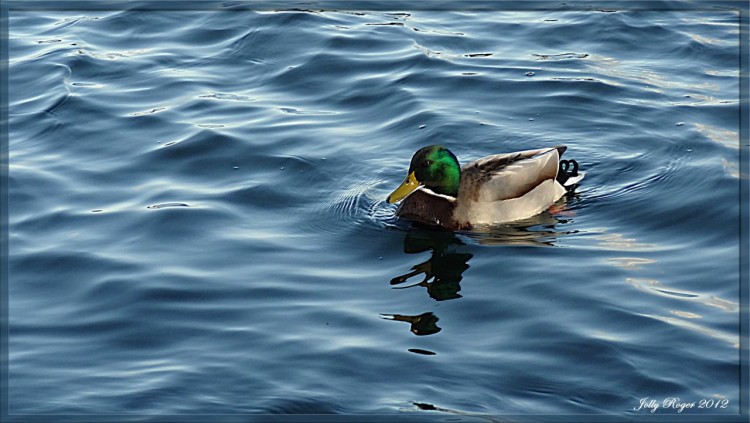 Wallpapers Animals Birds - Ducks col vert