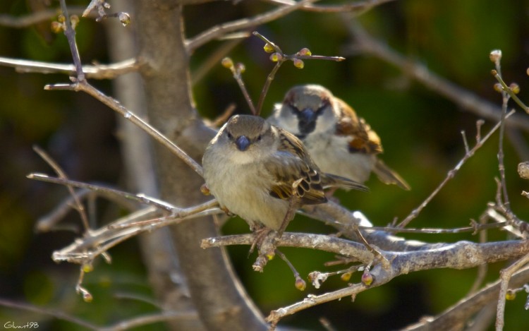 Fonds d'cran Animaux Oiseaux - Moineaux Synchro