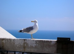 Fonds d'cran Animaux Goland