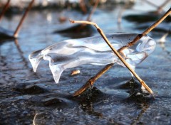 Fonds d'cran Nature corbeille de glace