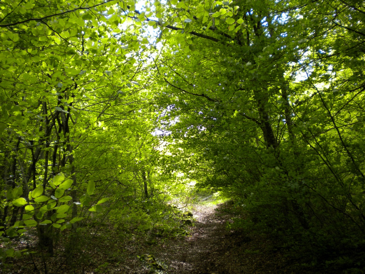 Fonds d'cran Nature Arbres - Forts 