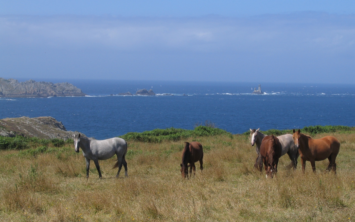 Fonds d'cran Animaux Chevaux 