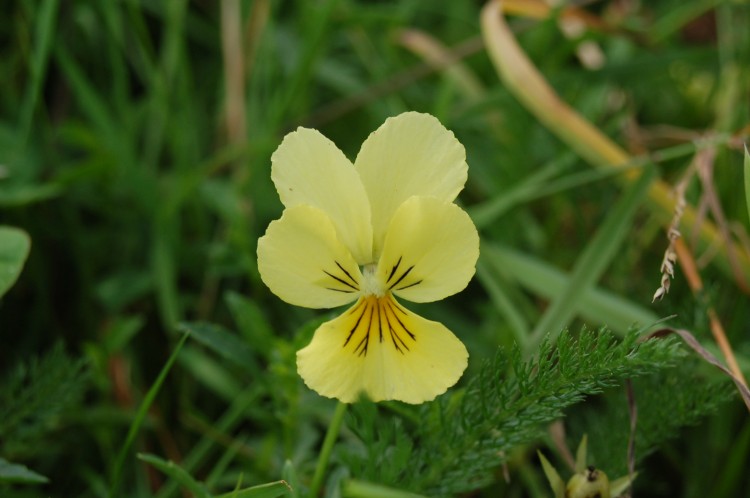 Fonds d'cran Nature Fleurs pensee