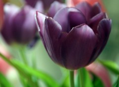 Fonds d'cran Nature Tulipe