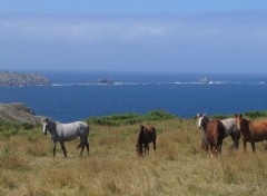 Fonds d'cran Animaux Image sans titre N292014