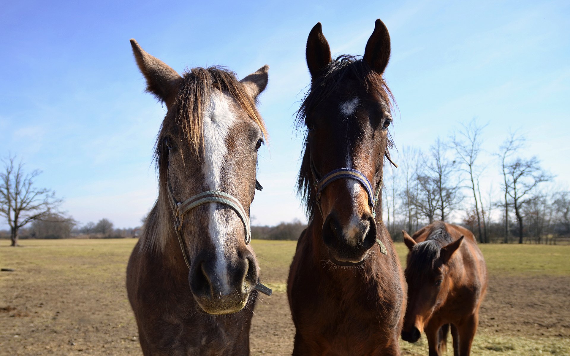 Wallpapers Animals Horses chevaux