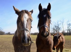 Wallpapers Animals chevaux