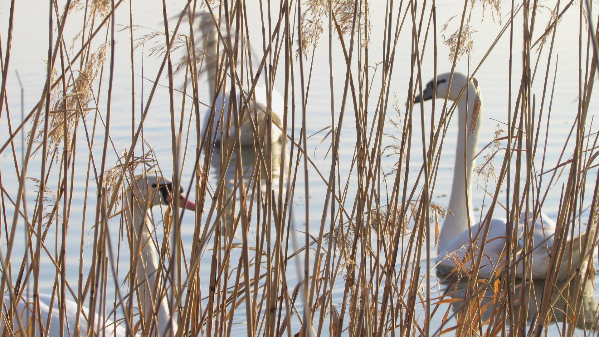 Fonds d'cran Animaux Oiseaux - Cygnes CACHE-CACHE ...