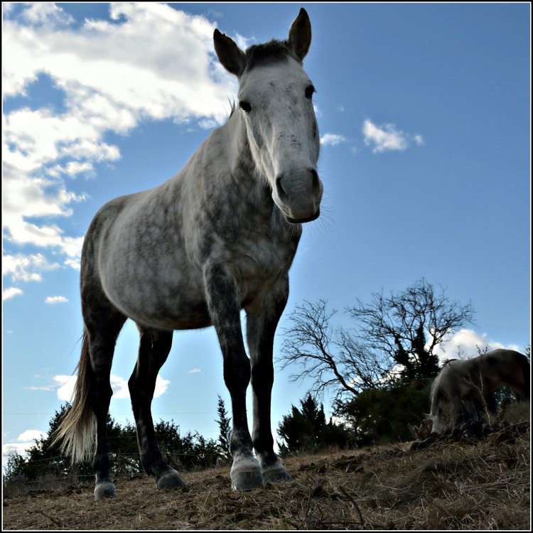 Fonds d'cran Animaux Chevaux Sduire....