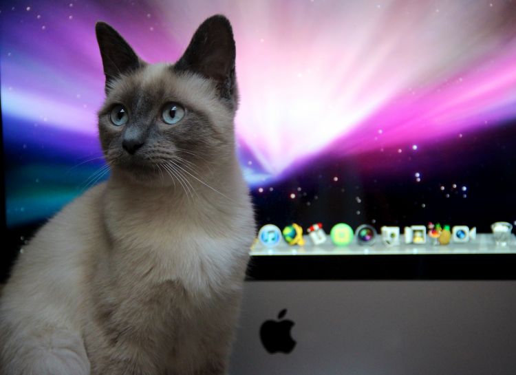 Fonds d'cran Animaux Chats - Chatons Mac OS X Cat