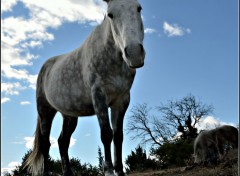 Fonds d'cran Animaux Sduire....