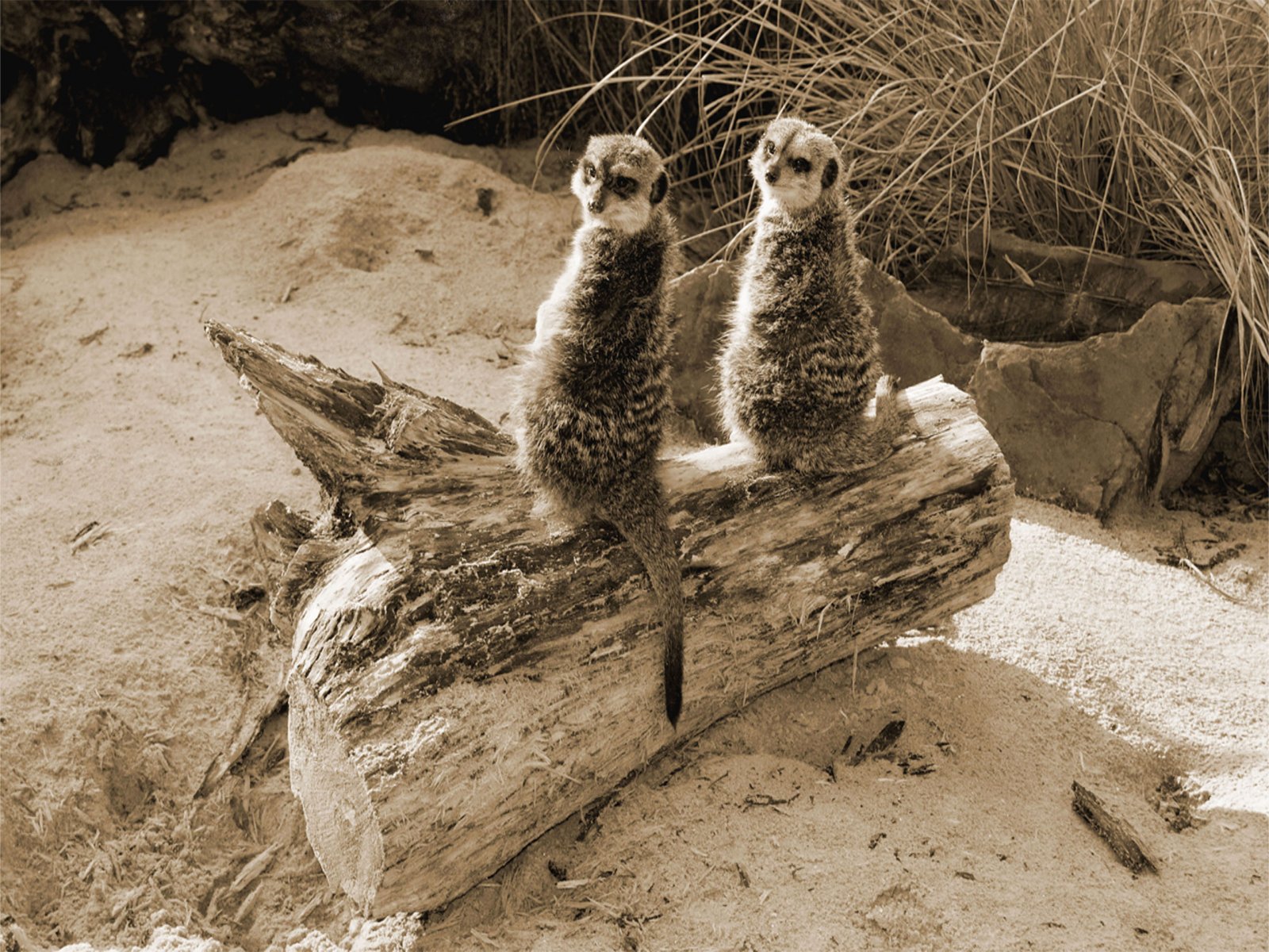 Fonds d'cran Animaux Suricates 