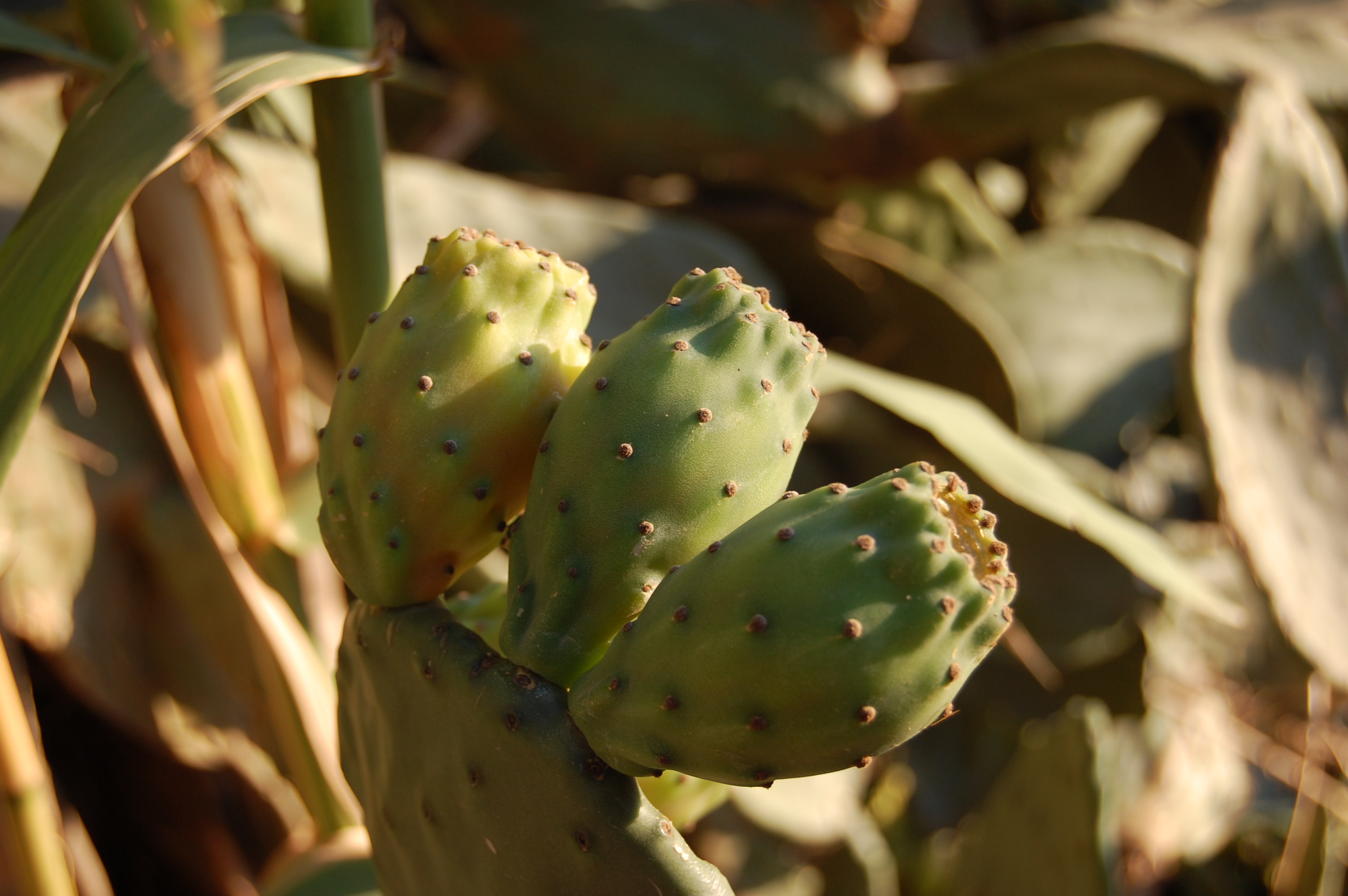 Fonds d'cran Nature Cactus 