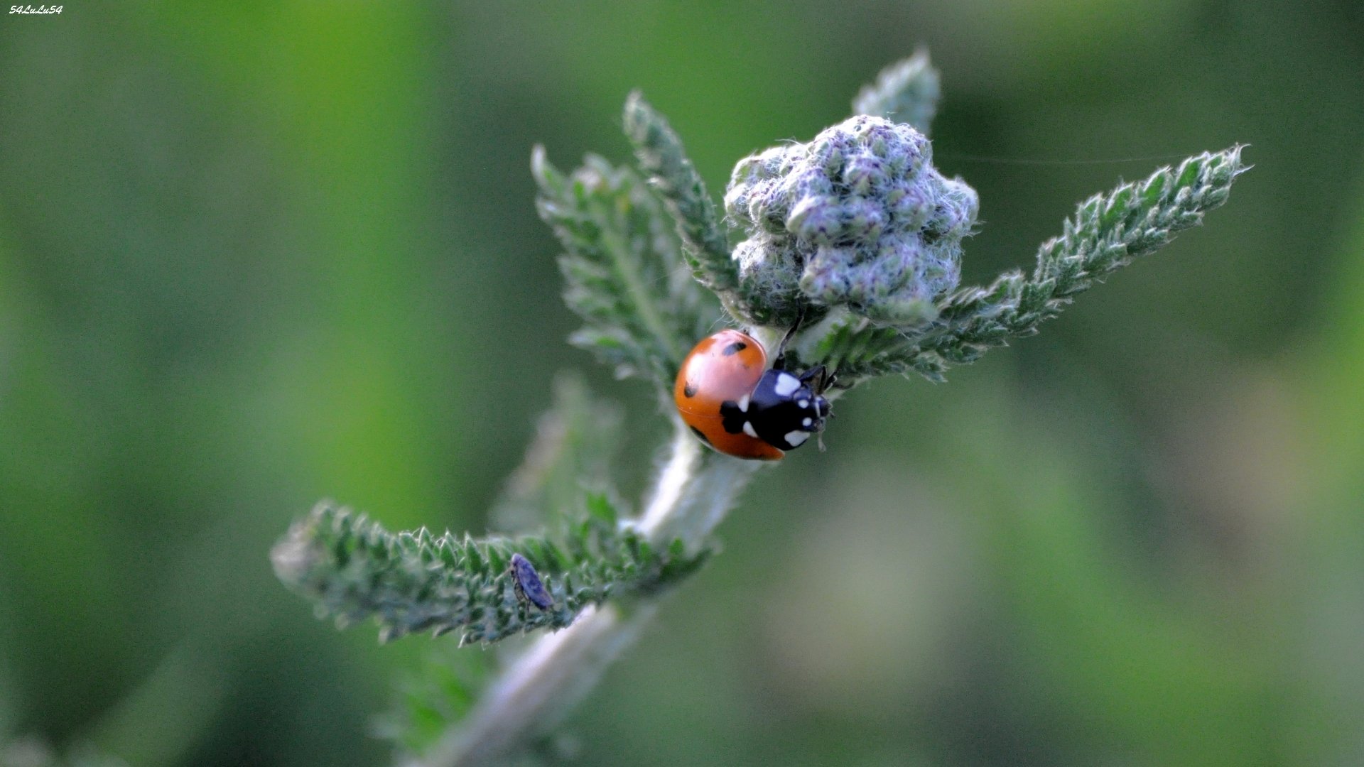 Fonds d'cran Animaux Insectes - Coccinelles 