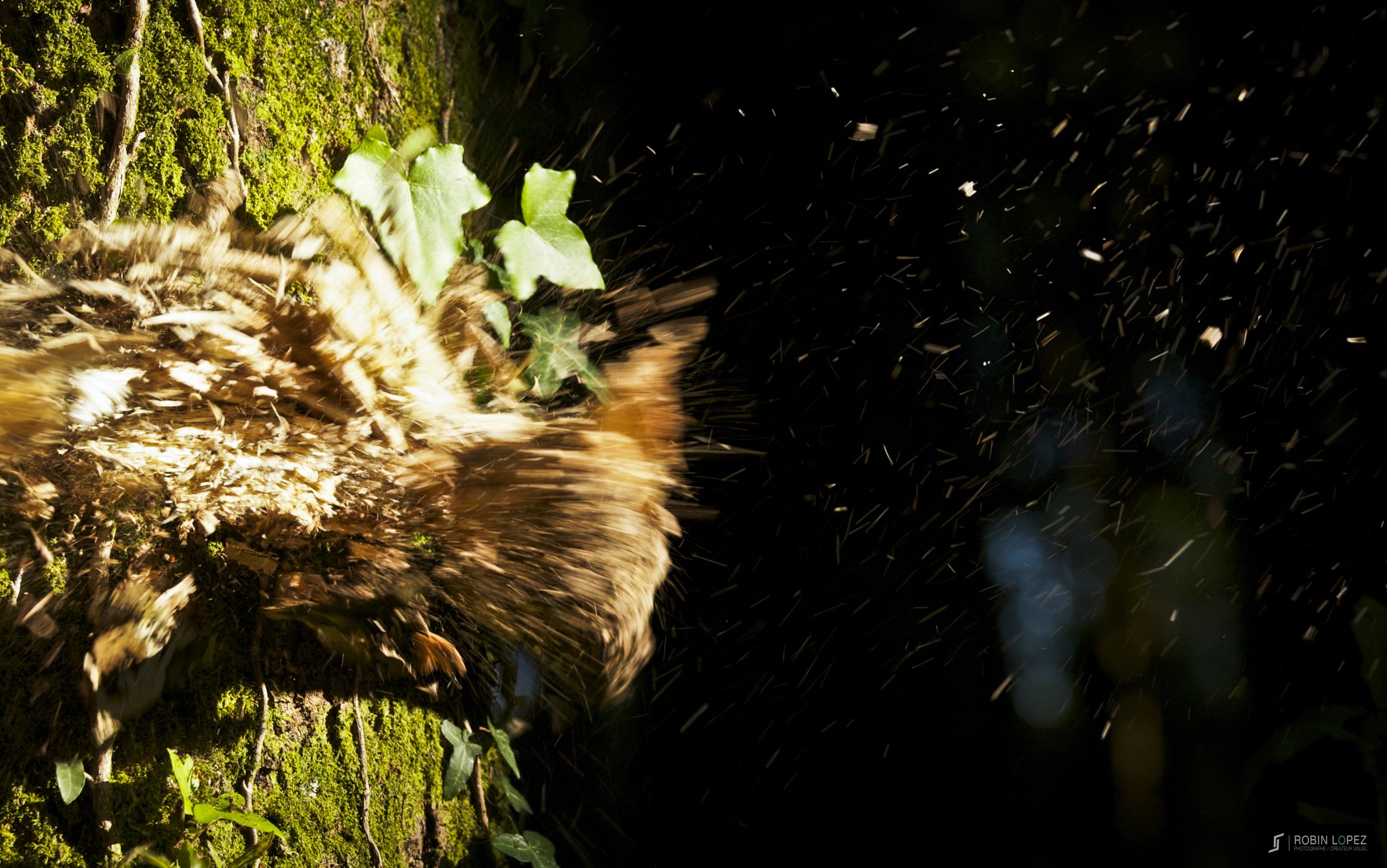 Fonds d'cran Nature Arbres - Forts Eclats D'Arbre