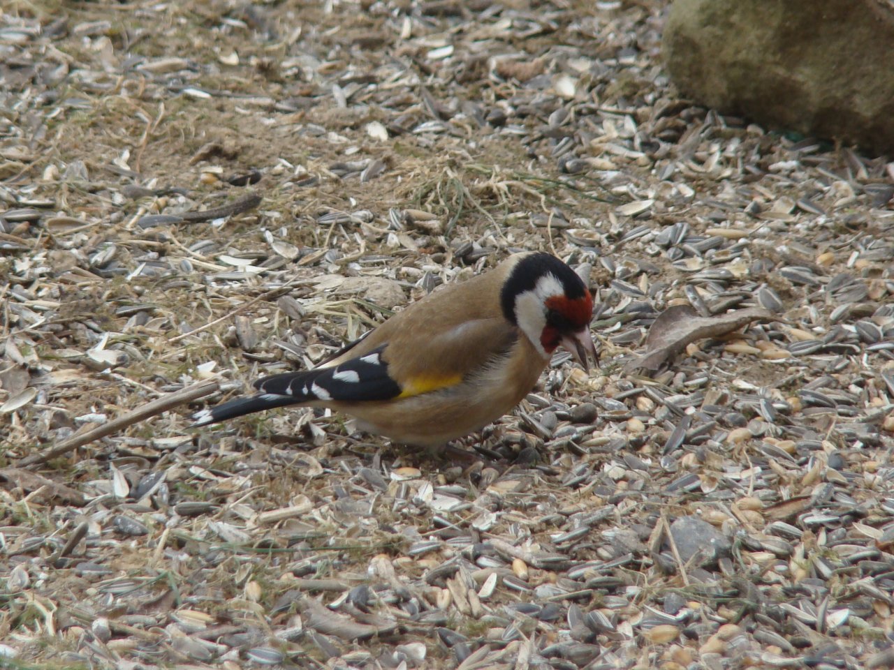 Fonds d'cran Animaux Oiseaux - Chardonnerets 