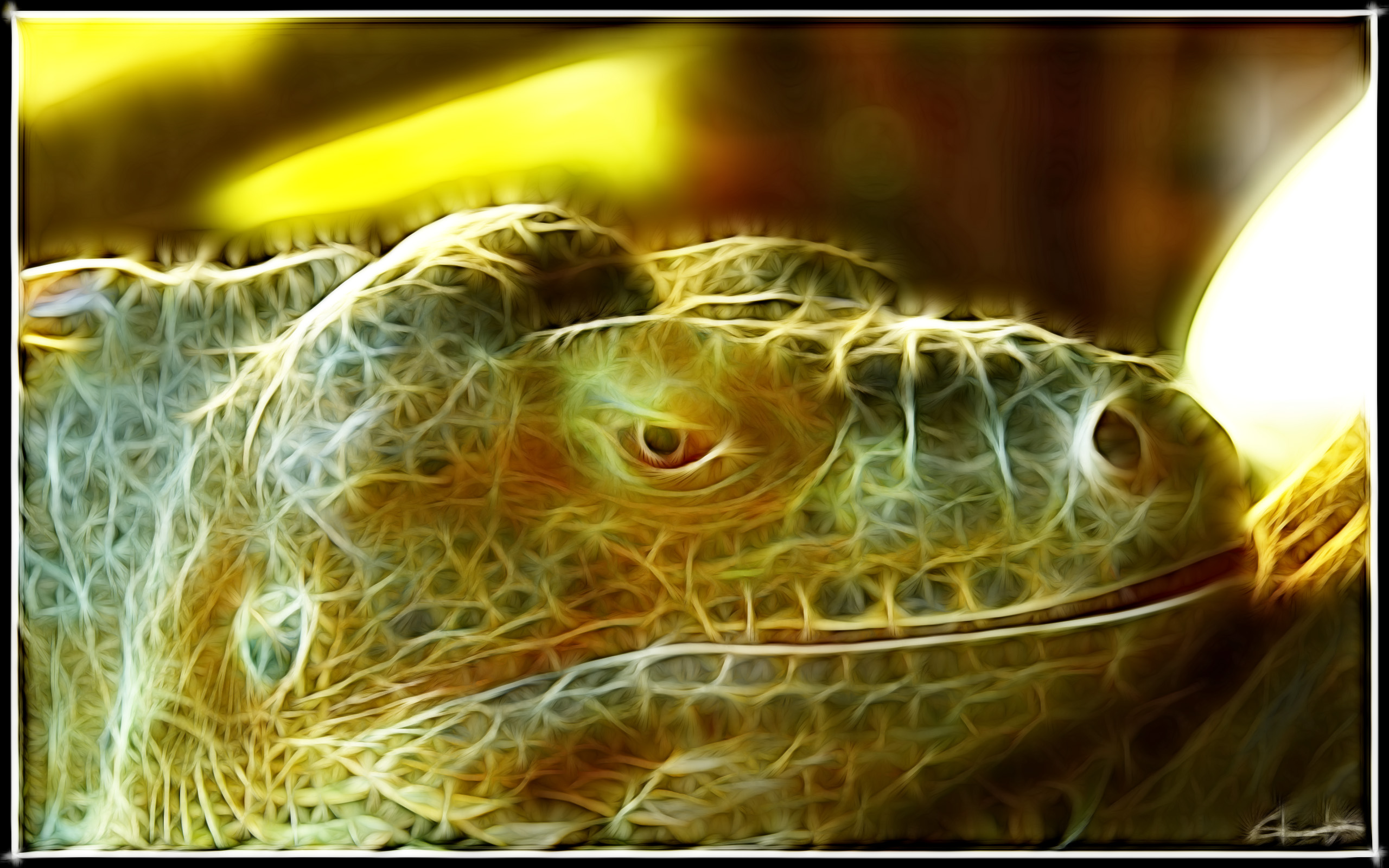 Wallpapers Animals Iguanas Non lzard