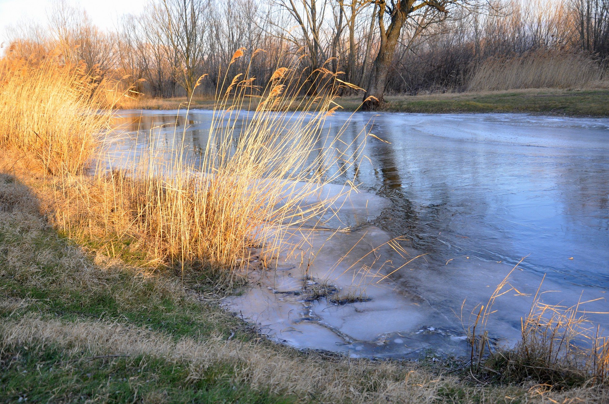 Wallpapers Nature Lakes - Ponds Le gel fige l'eau de l'tang que les rayons de soleil tentent de rchauffer...