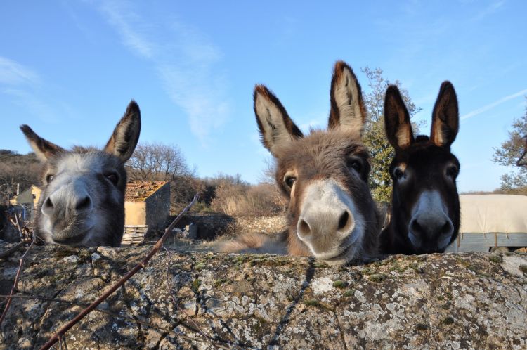 Fonds d'cran Animaux Anes Merci de la visite !