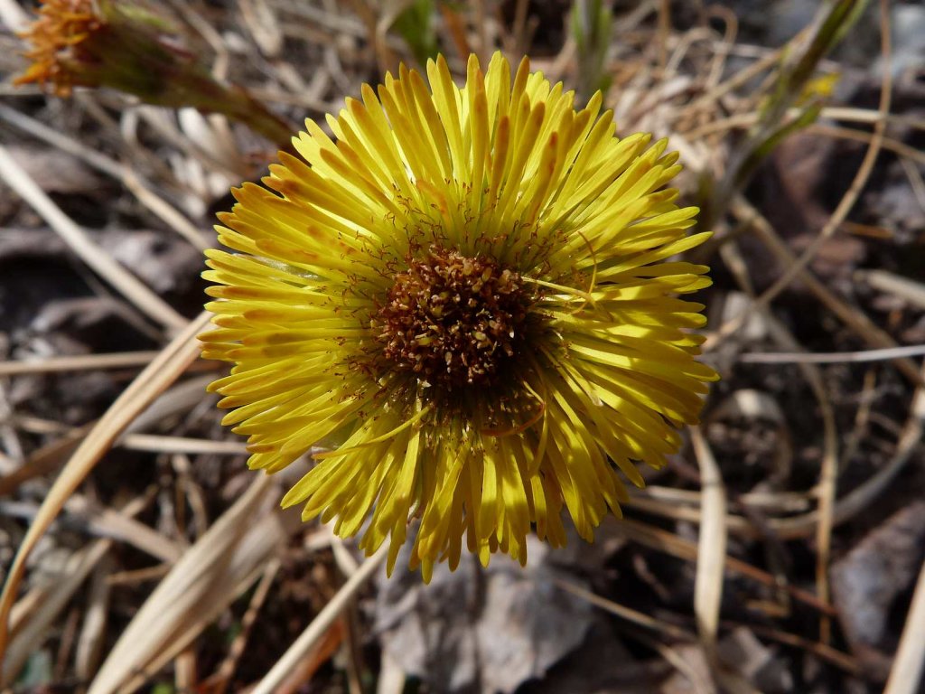 Fonds d'cran Nature Fleurs fleur de tussilage 