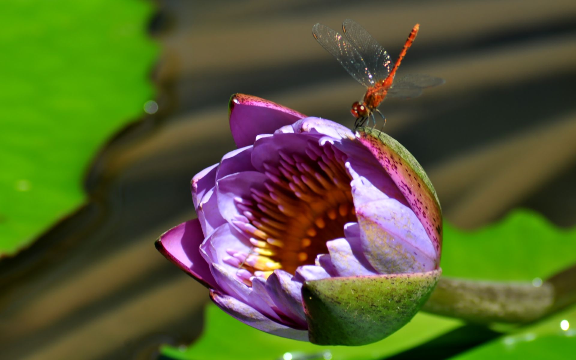 Fonds d'cran Nature Fleurs 