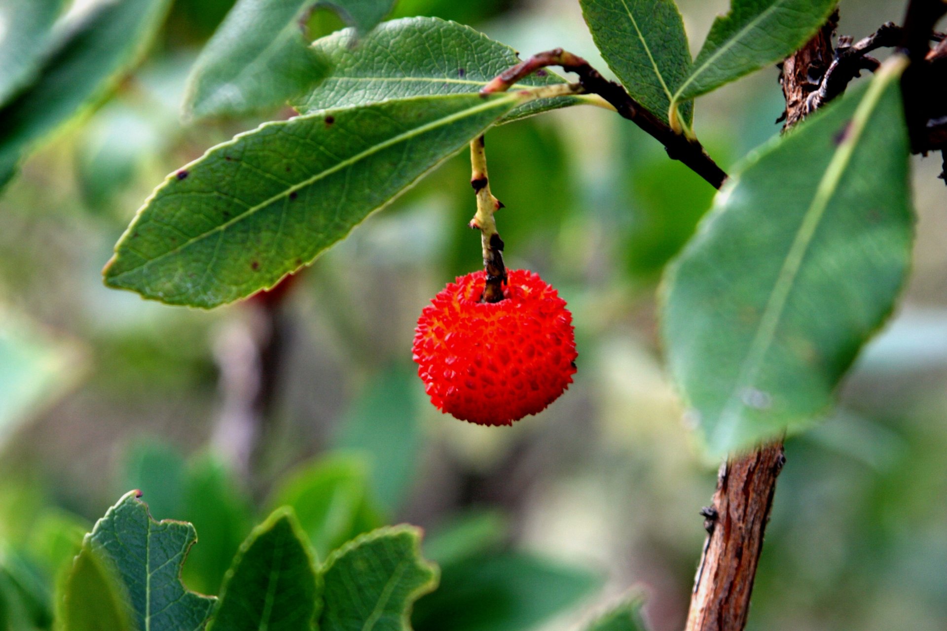 Wallpapers Nature Fruits 