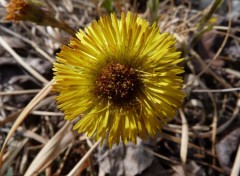  Nature fleur de tussilage 