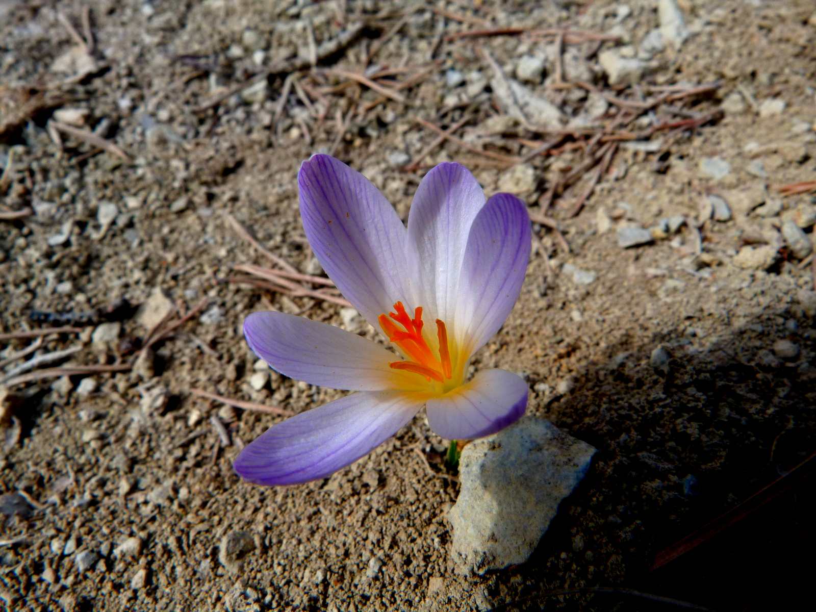 Fonds d'cran Nature Fleurs Crocus 2012