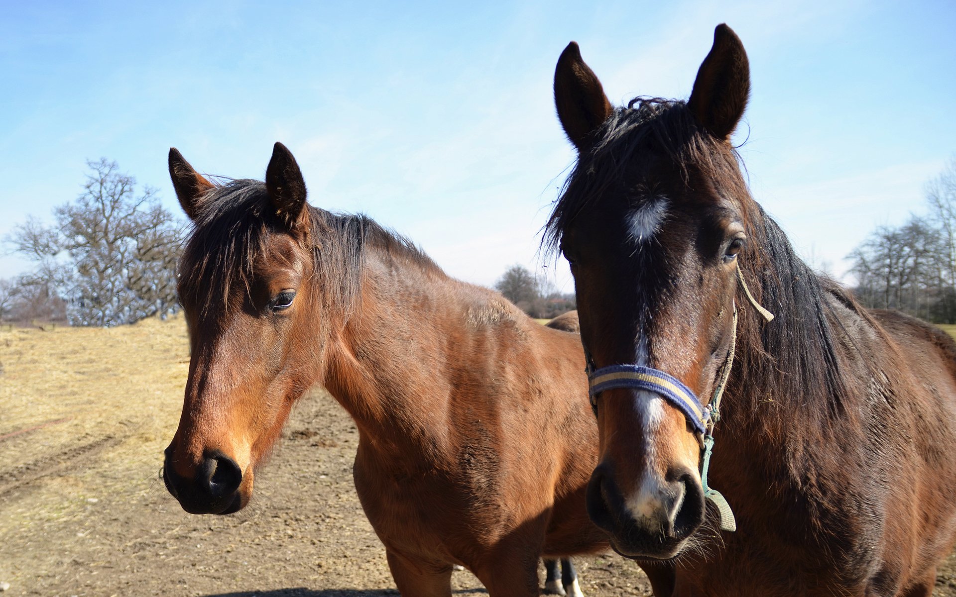 Wallpapers Animals Horses chevaux