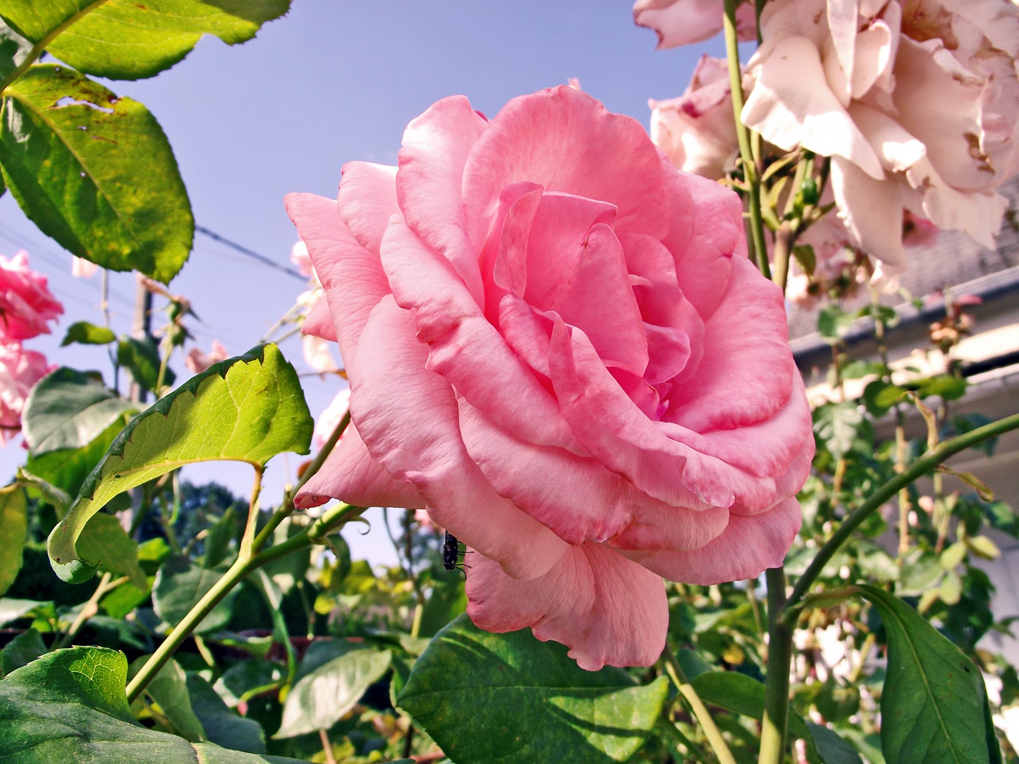 Fonds d'cran Nature Fleurs Rose