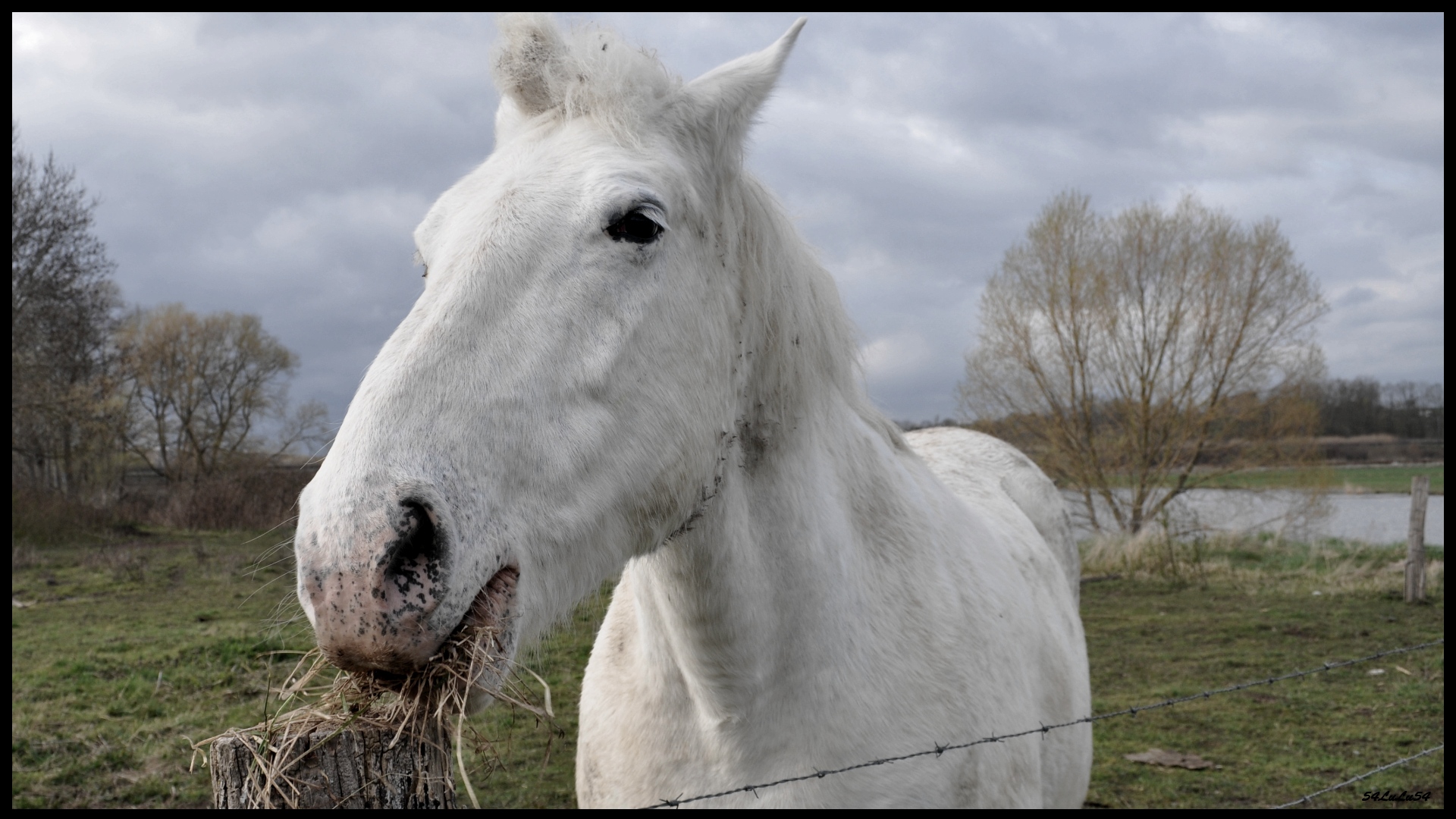 Fonds d'cran Animaux Chevaux 