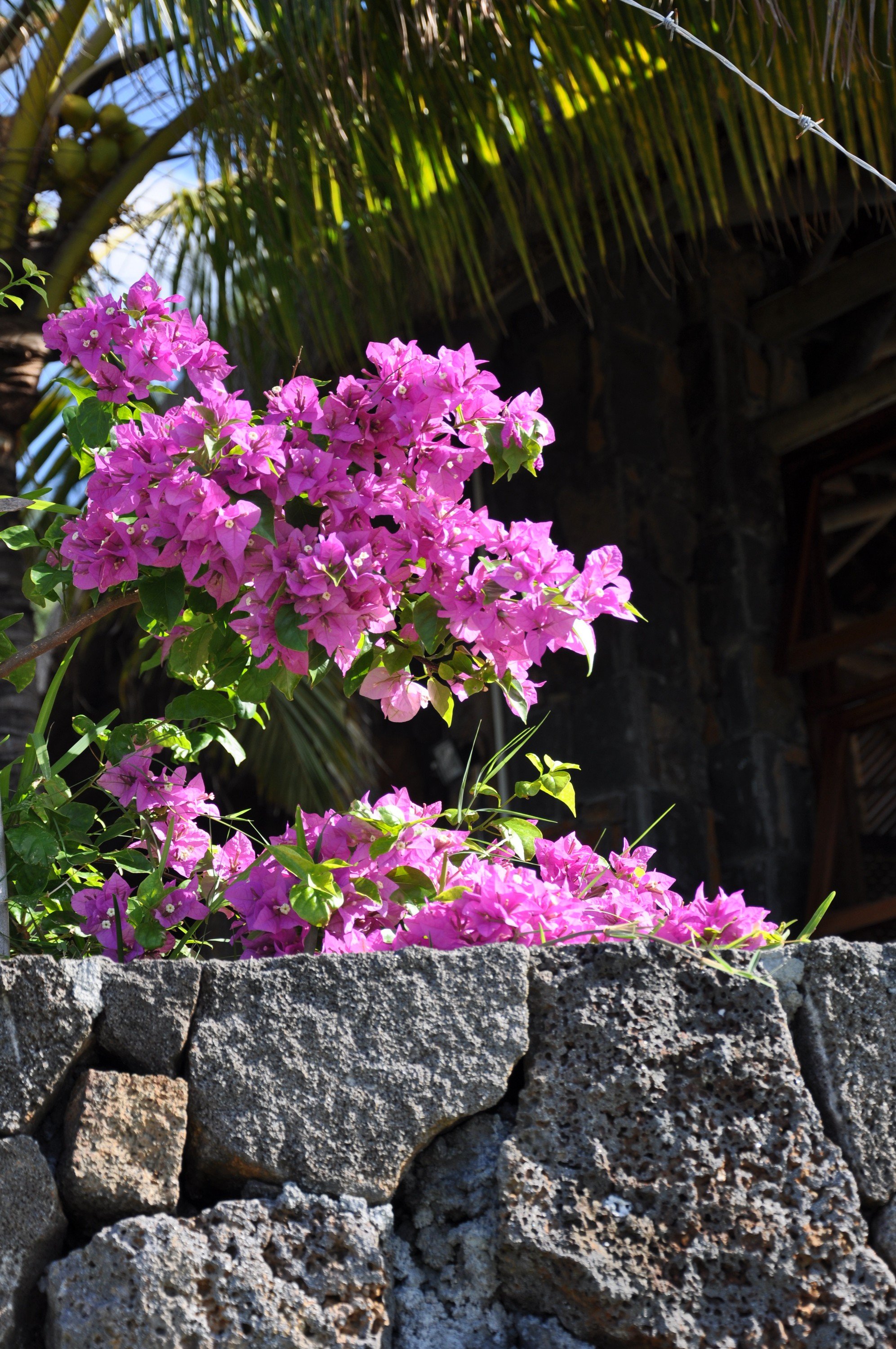 Fonds d'cran Nature Fleurs Trop beau le bougainviller sur ces pierres noires