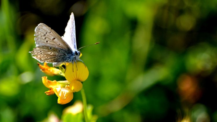 Fonds d'cran Animaux Insectes - Papillons Wallpaper N292524