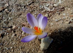  Nature Crocus 2012