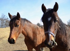  Animals chevaux